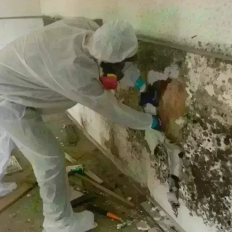 Mold Remediation and Removal in Littlestown, PA